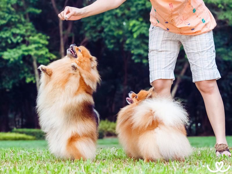 Dog-dancing-trenink (5)